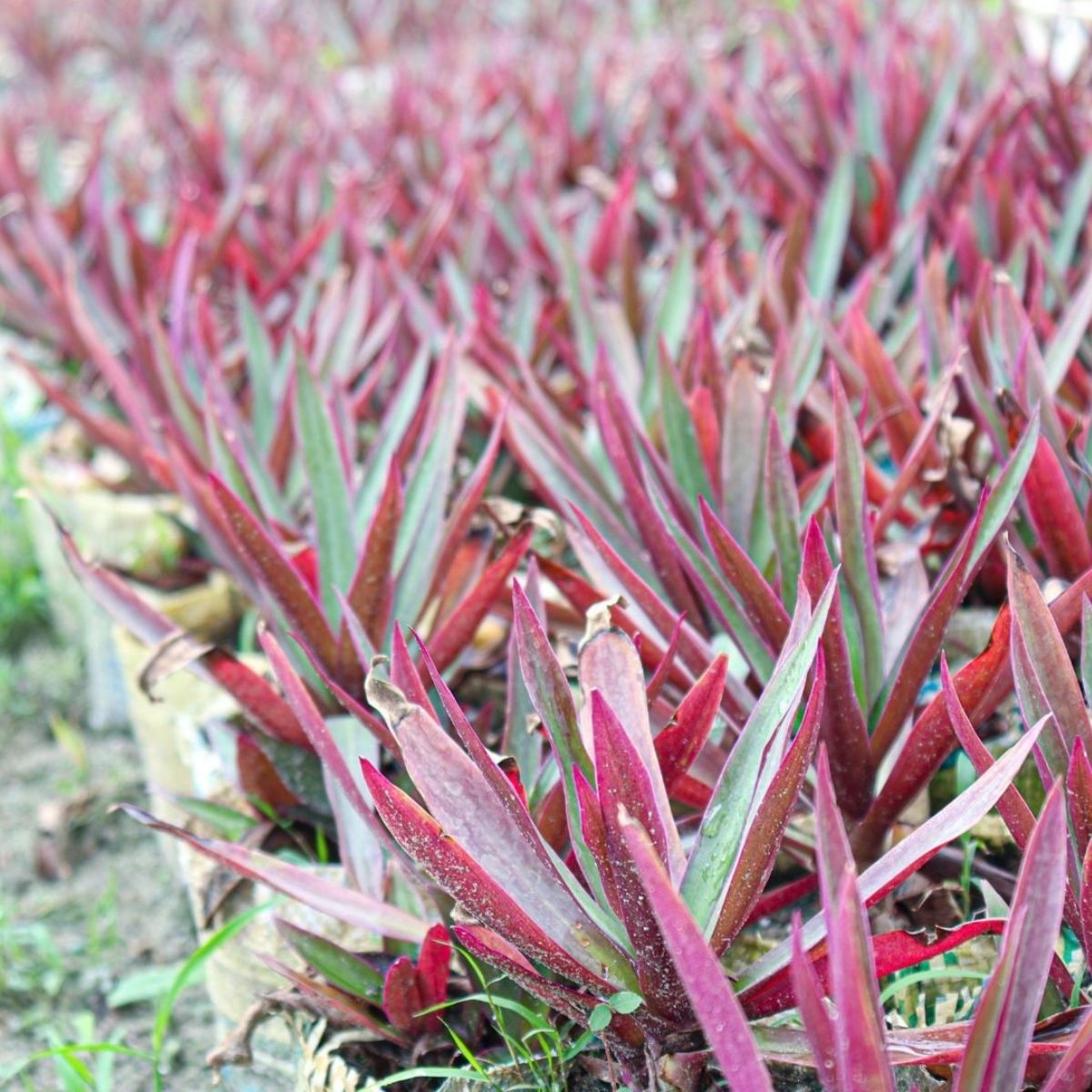 Abacaxi Roxo Variegata (Tradescantia spathacea) no Pote 11 - Imagem 5