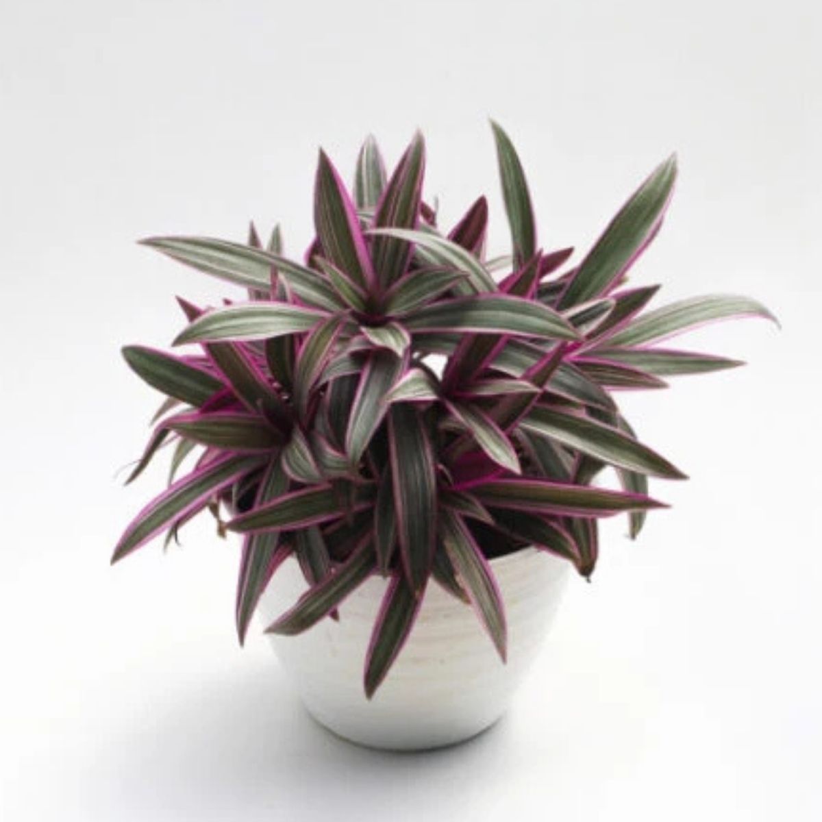 2 Mudas Abacaxi Roxo Variegata Tradescantia spathacea Pt 11 - Imagem 11