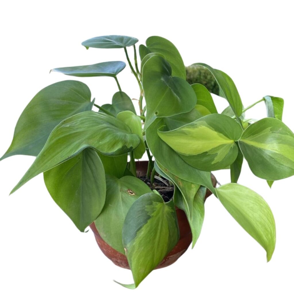 Jibóia Verde Cuia 13