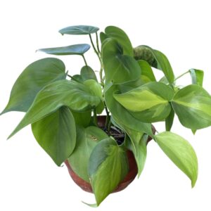 Jiboia Verde (Epipremnum aureum) em Cuia 13 – Pendente
