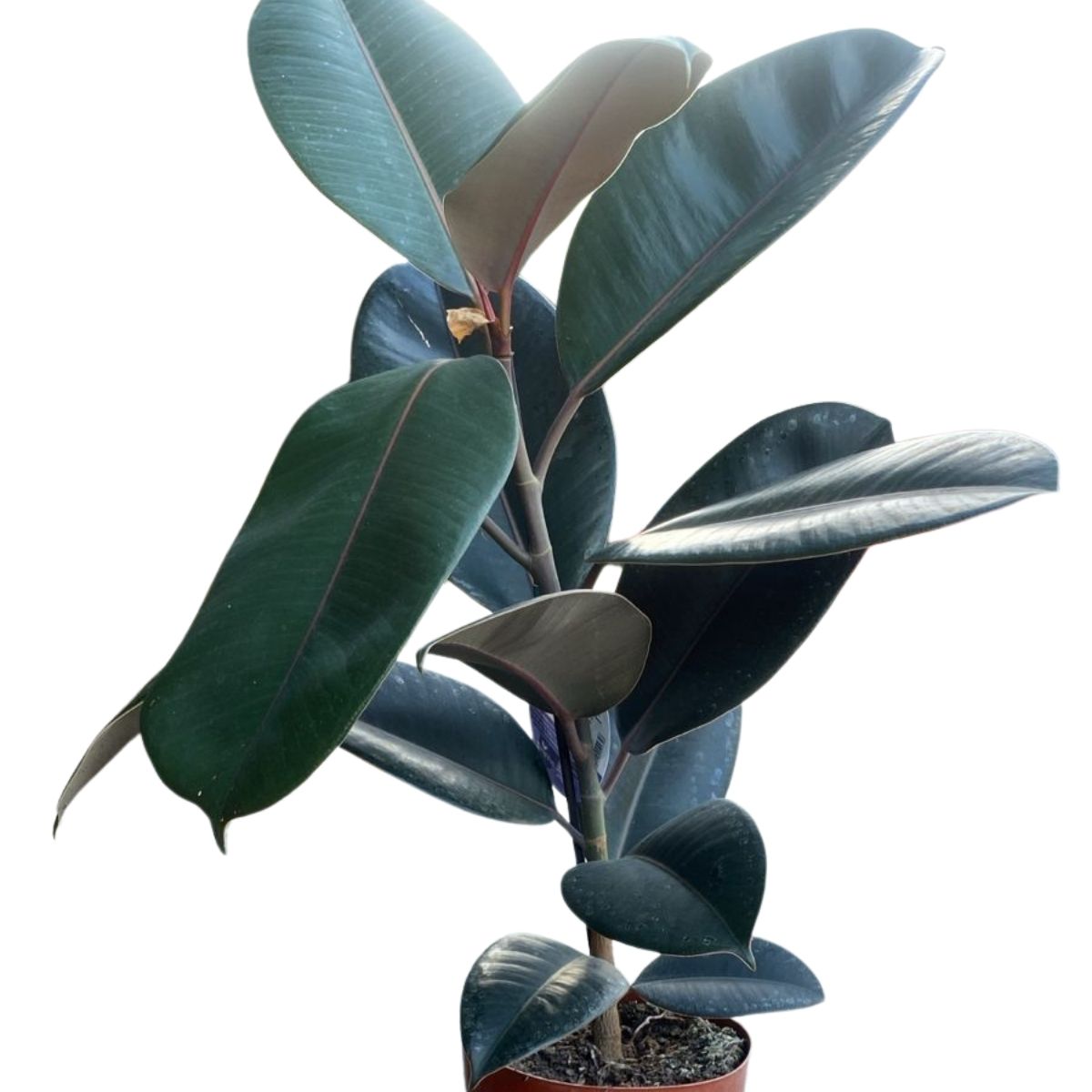 FICUS ELASTICA BURGUNDY PT17 - Imagem 2