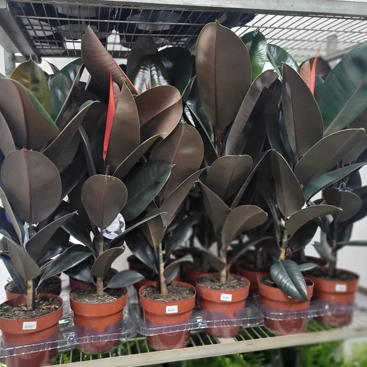 FICUS ELASTICA BURGUNDY PT17 - Imagem 4