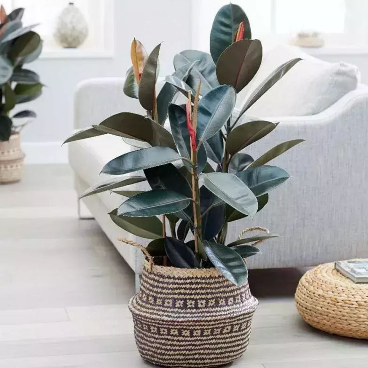 FICUS ELASTICA BURGUNDY PT17 - Imagem 3