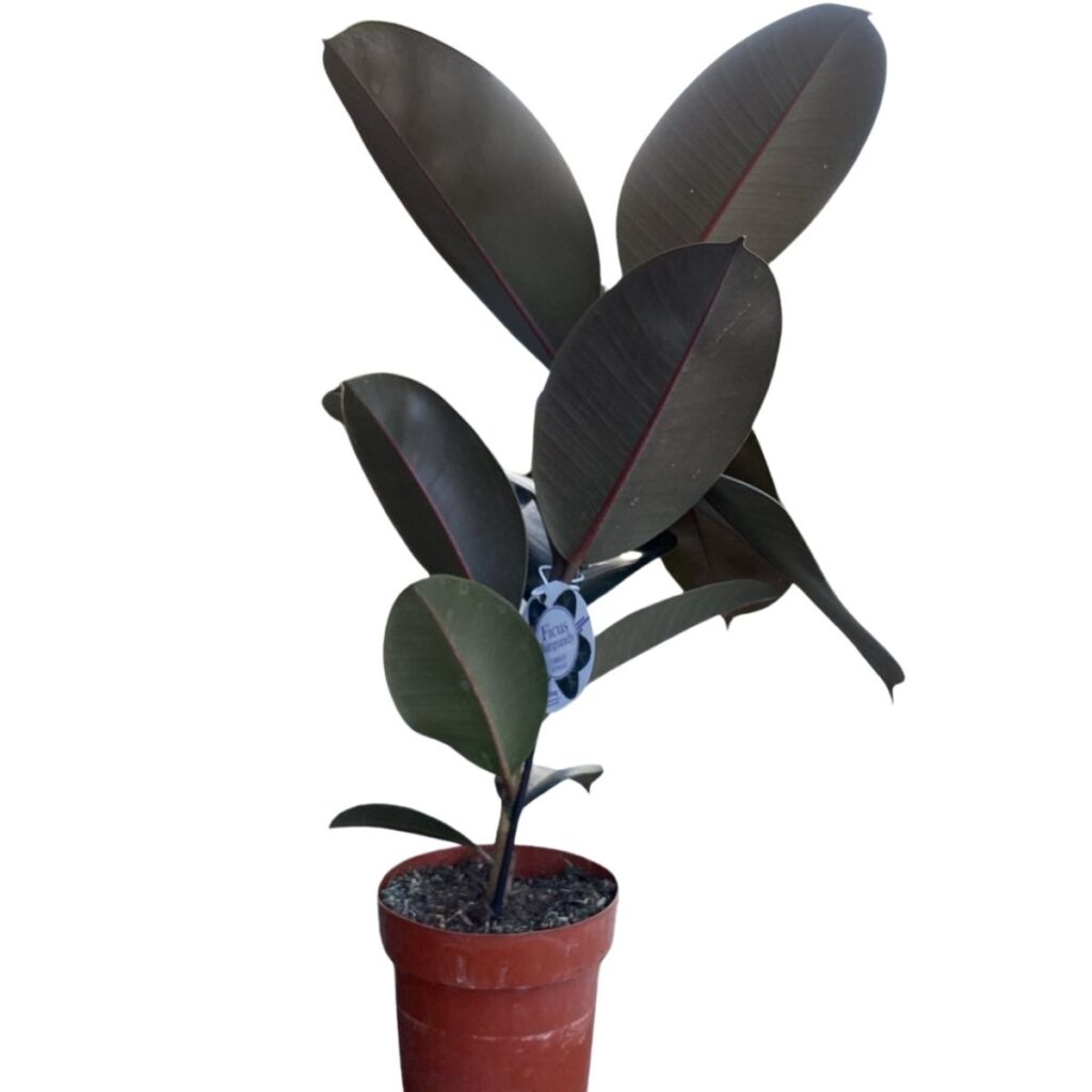FICUS ELASTICA BURGUNDY PT17