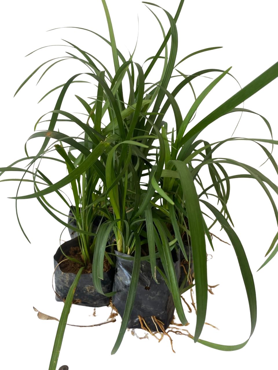 Barba de Serpente Verde - Liriope Muscari no Saquinho