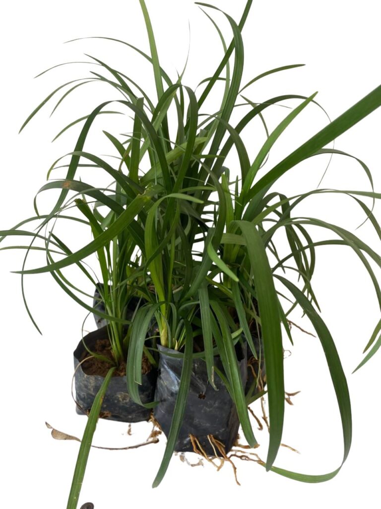 Barba de Serpente Verde - Liriope Muscari no Saquinho