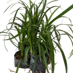 Barba de Serpente Verde - Liriope Muscari no Saquinho