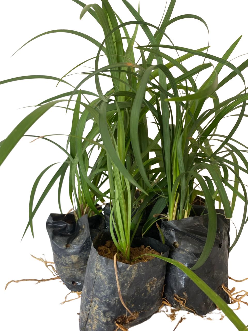 Barba de Serpente Verde - Liriope Muscari no Saquinho — foto 2