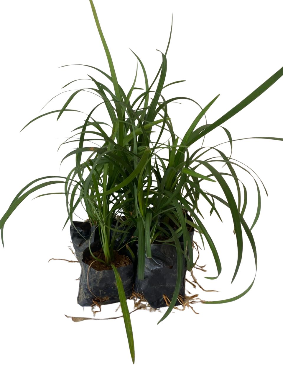 Barba de Serpente Verde - Liriope Muscari no Saquinho — foto 3