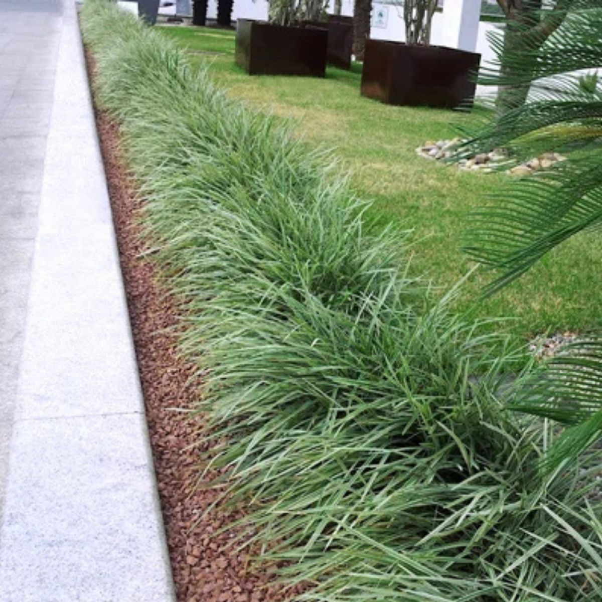 Barba de Serpente Verde - Liriope Muscari no Saquinho — foto 5