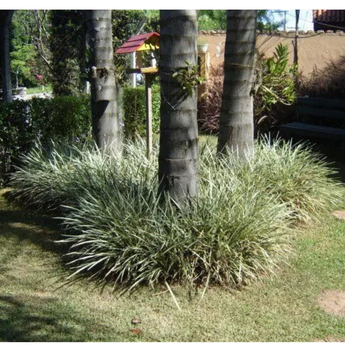 Barba de Serpente Verde - Liriope Muscari no Saquinho — foto 4