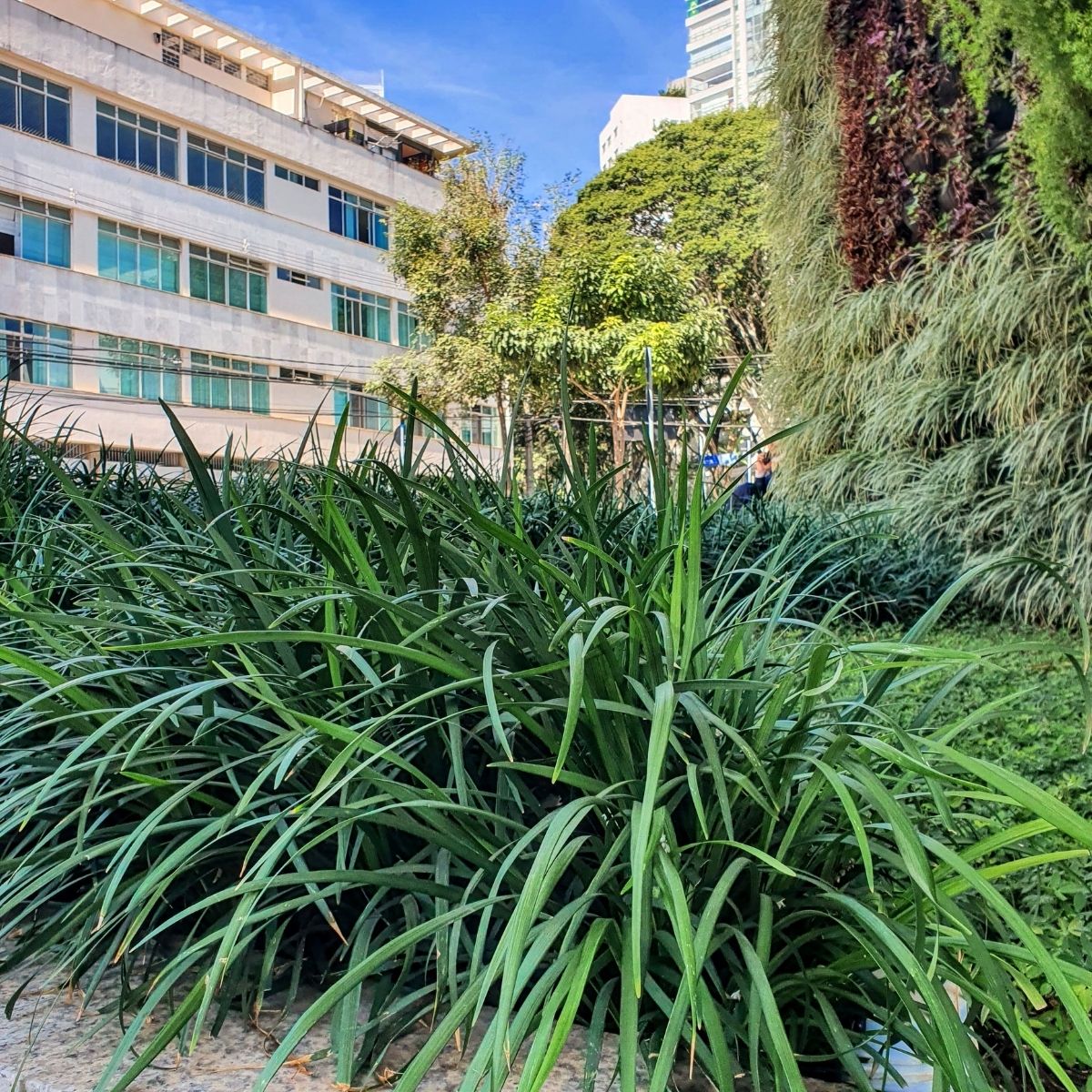 Barba de Serpente Verde - Liriope Muscari no Saquinho — foto 6