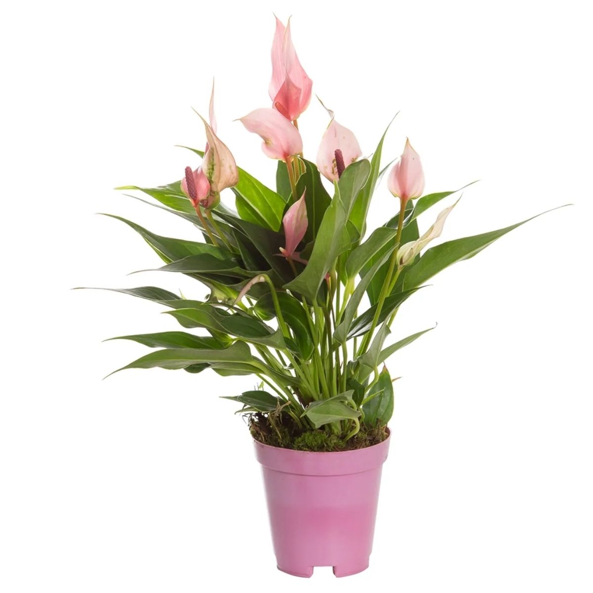 Anturio Lily Rosa Pt 09