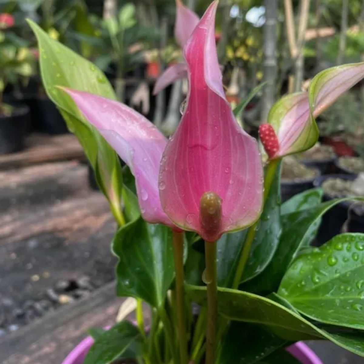 Anturio Lily Rosa Pt 09 - Imagem 3