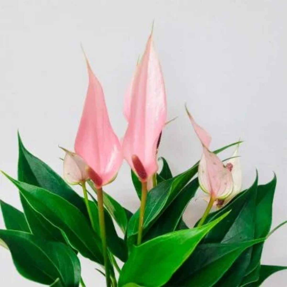 Anturio Lily Rosa Pt 09 - Imagem 6