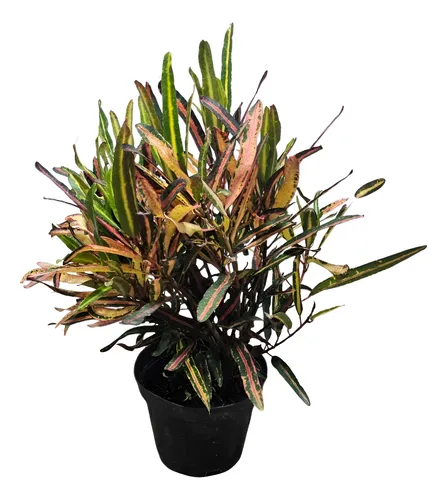 Cróton Ipioca (Codiaeum variegatum) PT17