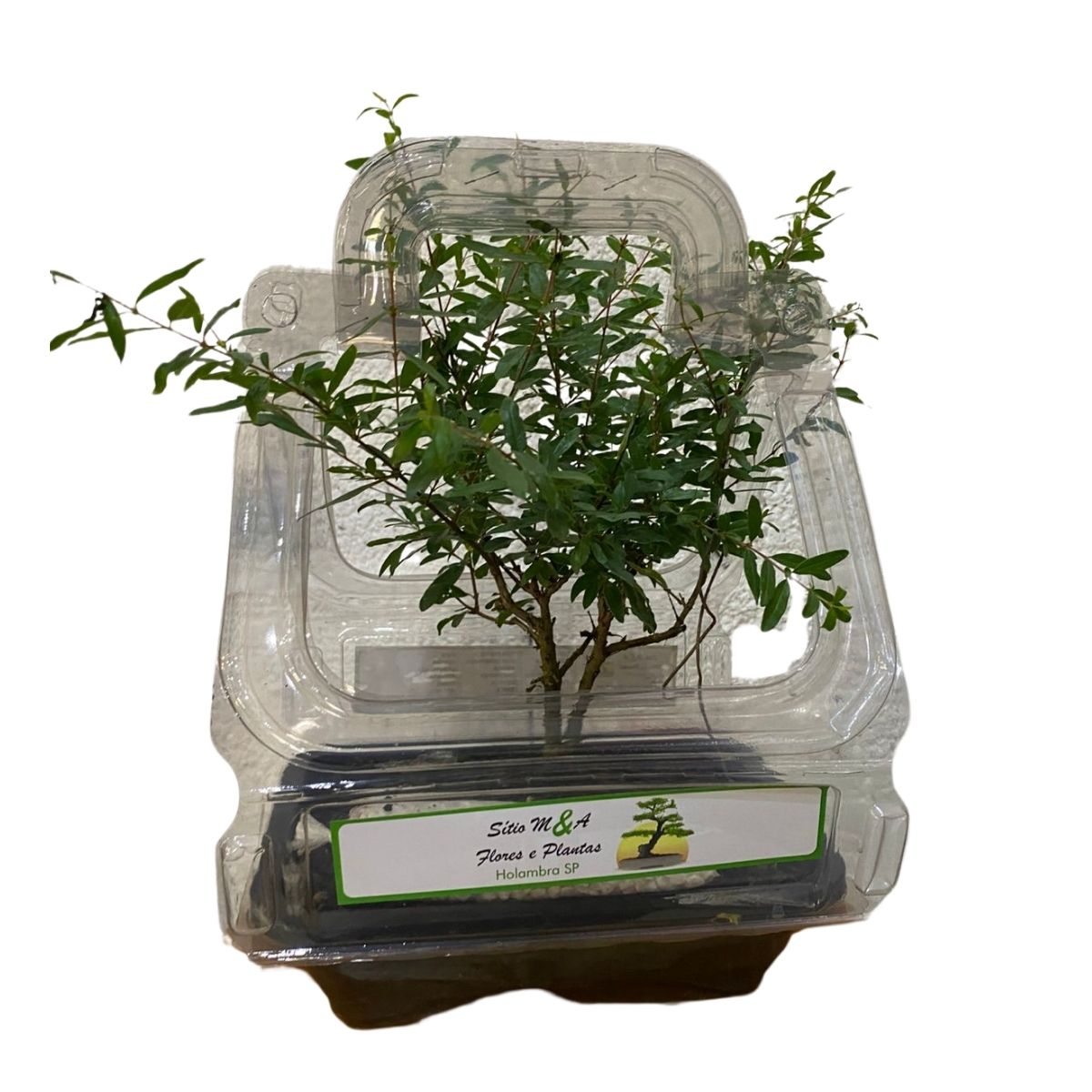 Bonsai Jovem De Romã Punica Granatum Frutífera Com Manual — foto 4