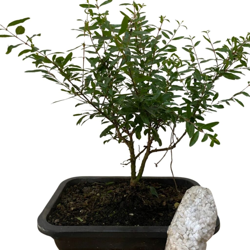 Bonsai Jovem De Romã Punica Granatum Frutífera Com Manual