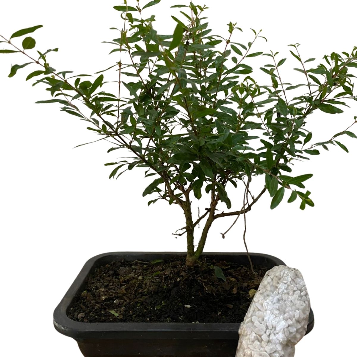 Bonsai Jovem De Romã Punica Granatum Frutífera Com Manual