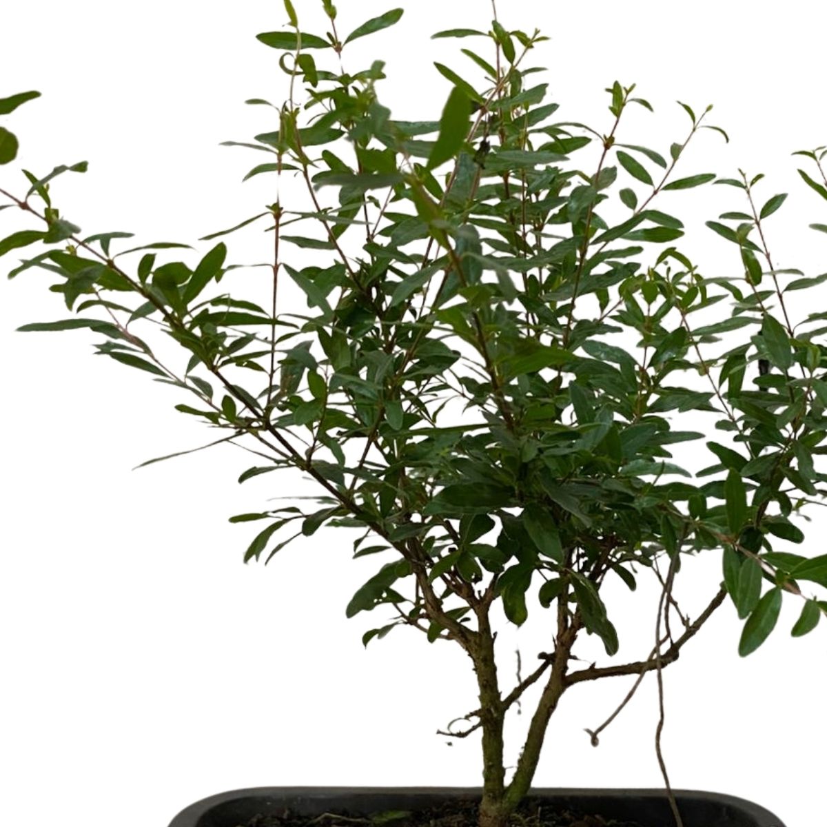 Bonsai Jovem De Romã Punica Granatum Frutífera Com Manual — foto 3