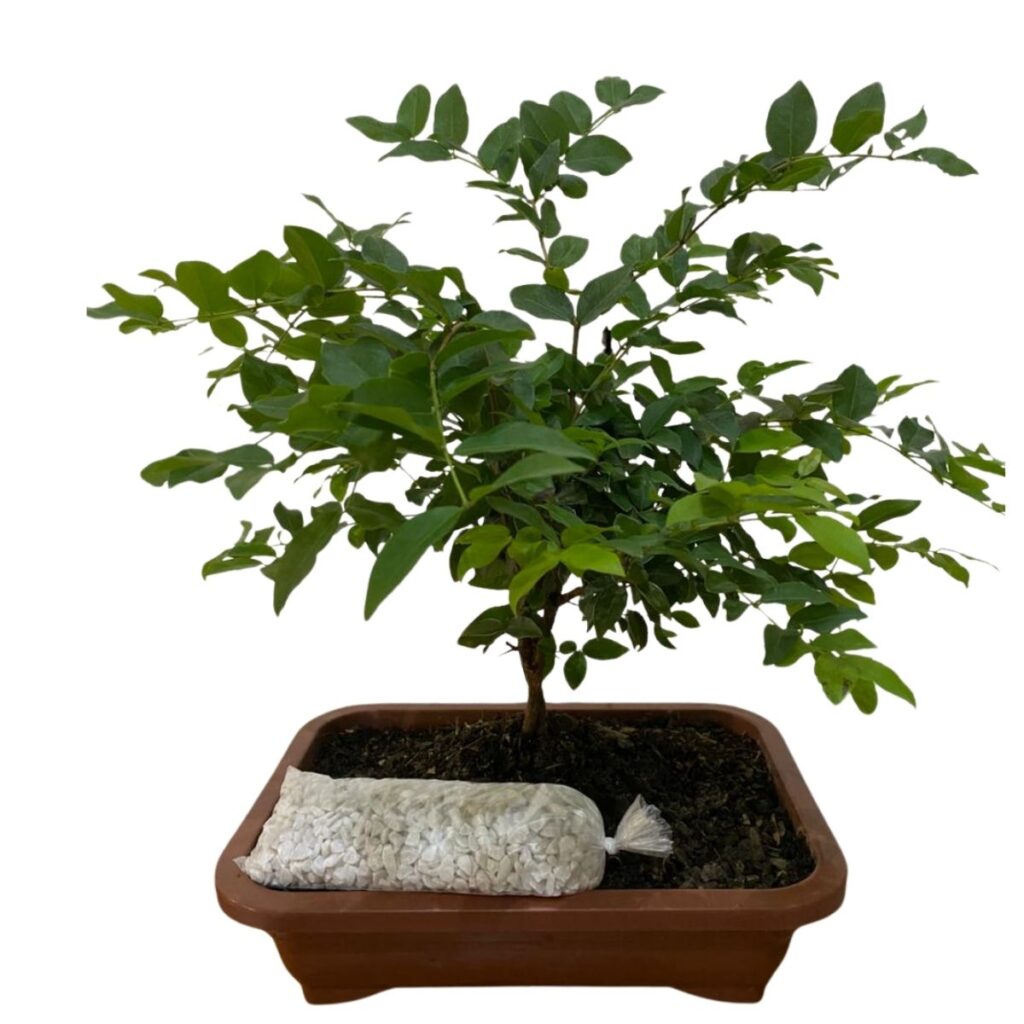 Bonsai Jovem De Jabuticaba Nativa Frutífera Manual Cuidados