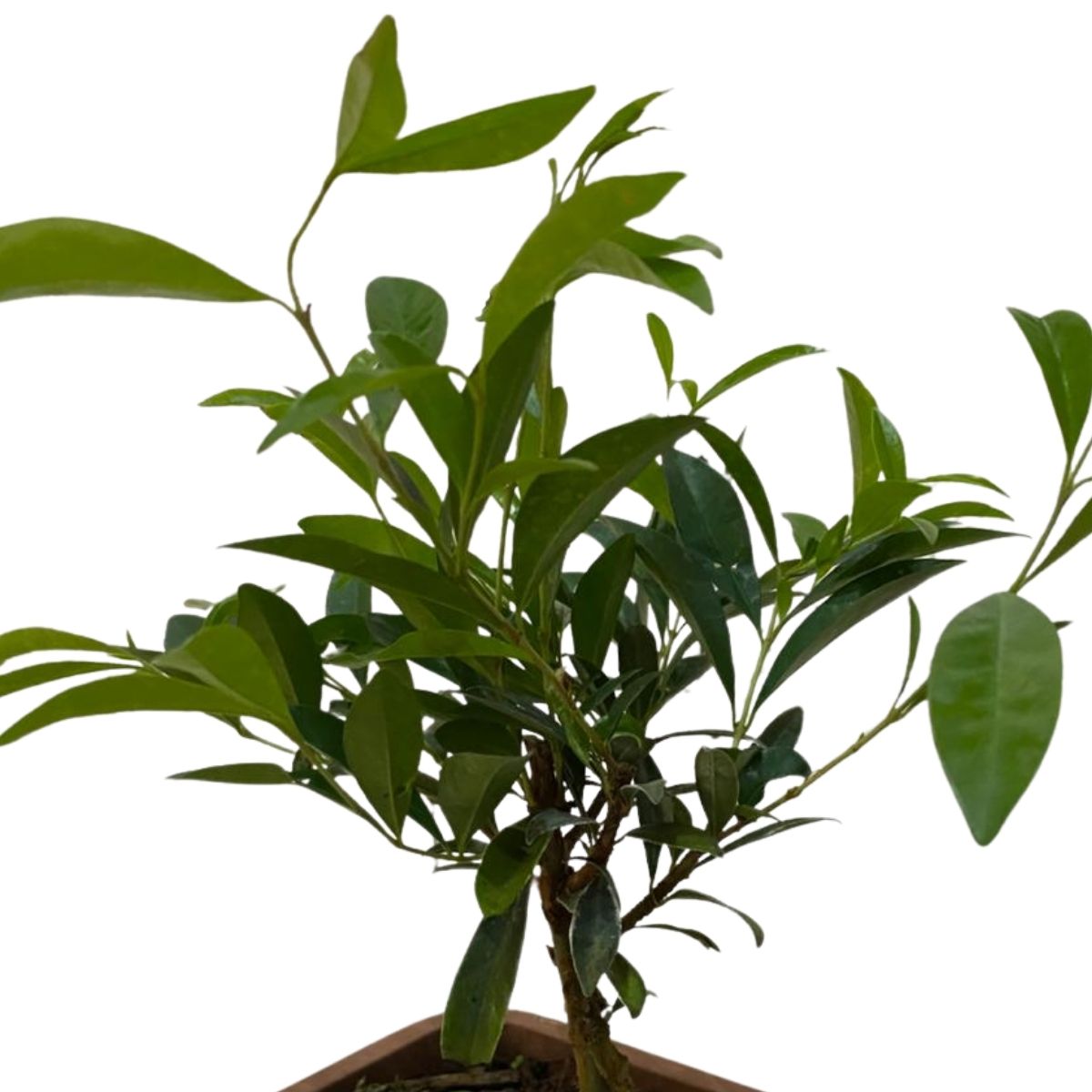 Bonsai Jovem De Cereja Eugenia Frutífera Nativa Com Manual — foto 3