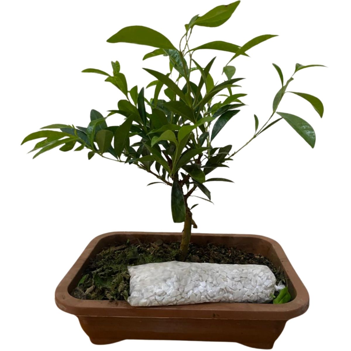 Bonsai Jovem De Cereja Eugenia Frutífera Nativa Com Manual