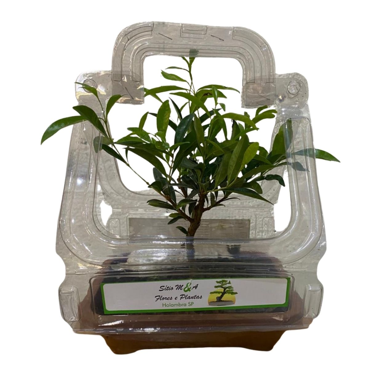 Bonsai Jovem De Cereja Eugenia Frutífera Nativa Com Manual — foto 4