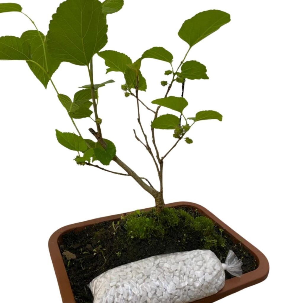 Bonsai Jovem De Amora Frutífera Produz Frutos Com Manual