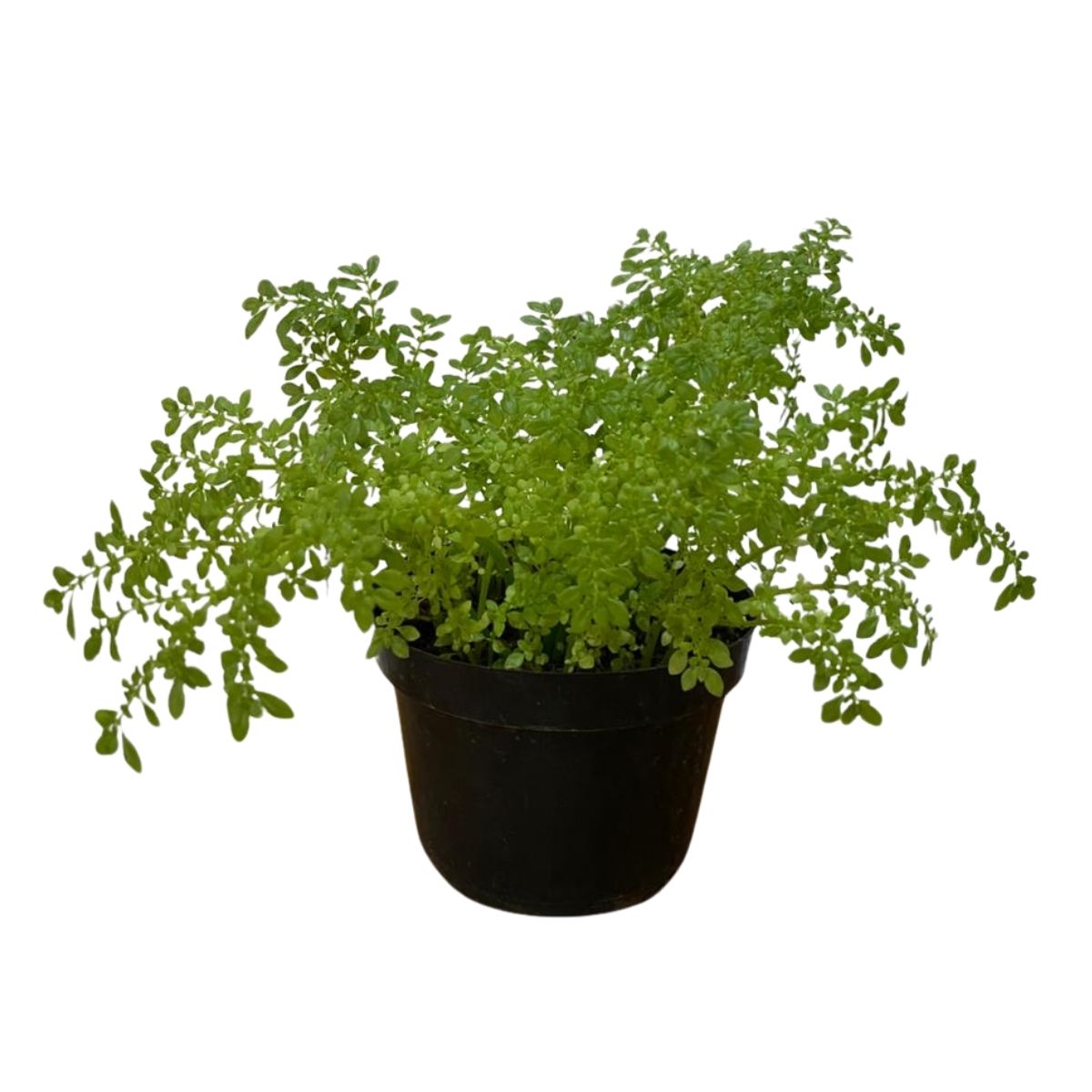 Brilhantina, Beldroega, Pilea Microphylla P11