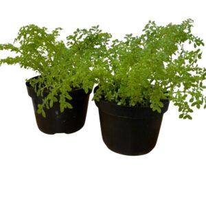 Brilhantina, Beldroega, Pilea Microphylla P11