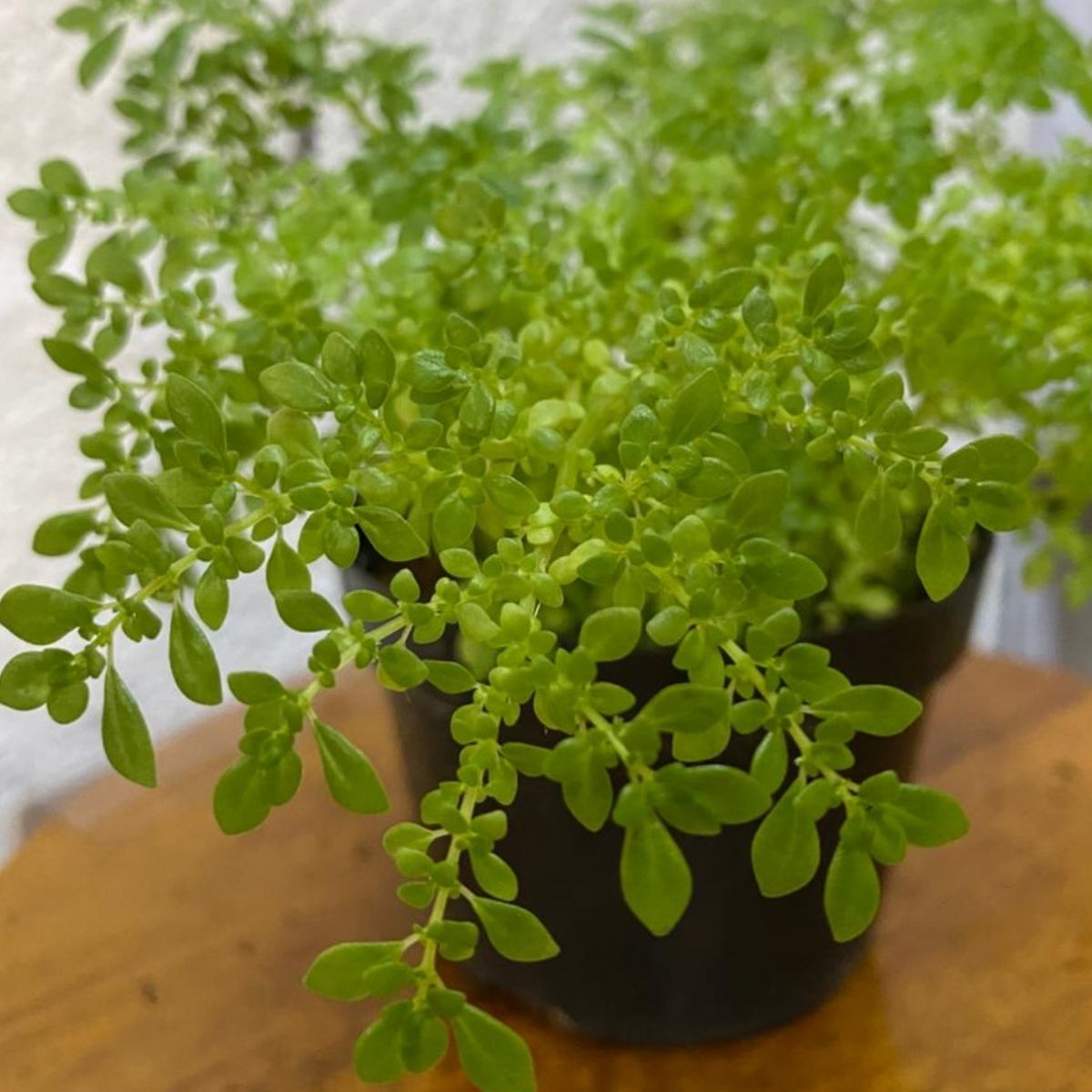 Brilhantina, Beldroega, Pilea Microphylla P11 — foto 9