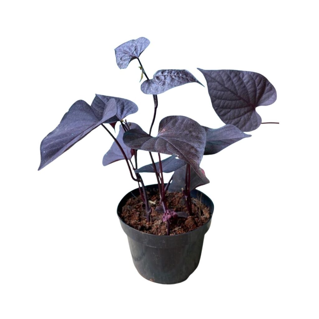 Ipomoea 'Black Diamond' Batata Doco Roxa Ornamental P11 — foto 2