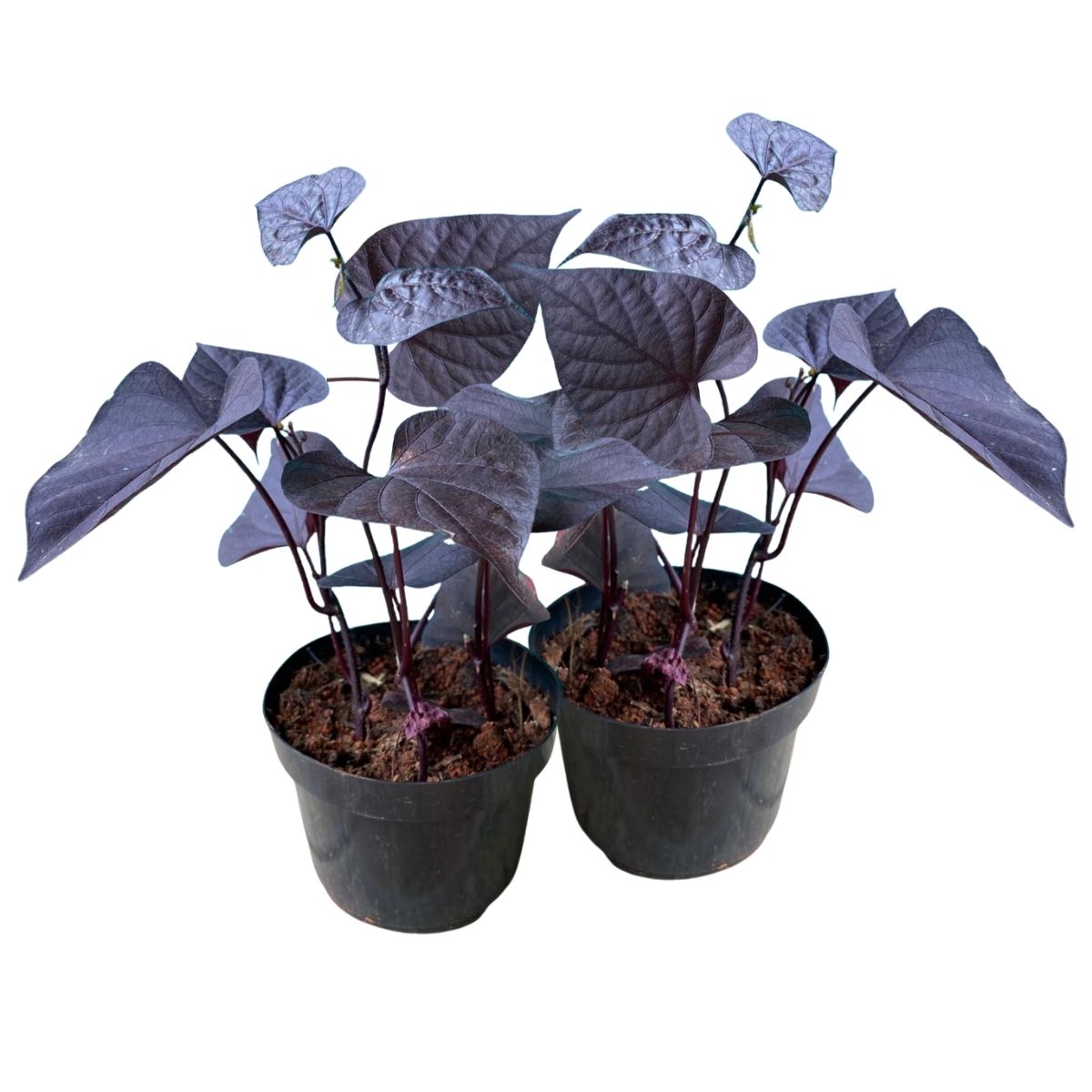 Ipomoea 'Black Diamond' Batata Doco Roxa Ornamental P11 — foto 3