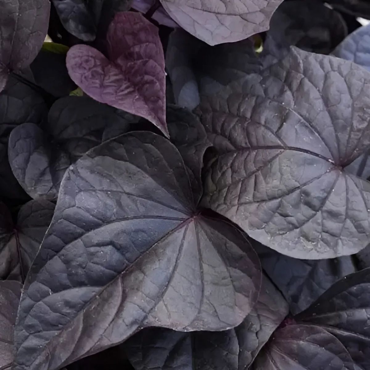 Ipomoea 'Black Diamond' Batata Doco Roxa Ornamental P11 — foto 4