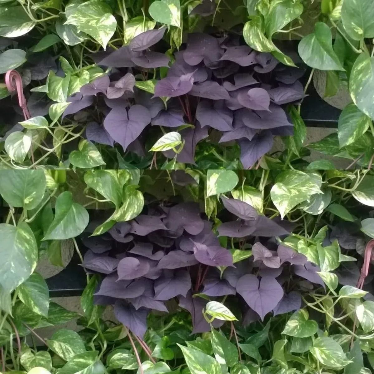 Ipomoea 'Black Diamond' Batata Doco Roxa Ornamental P11 — foto 5