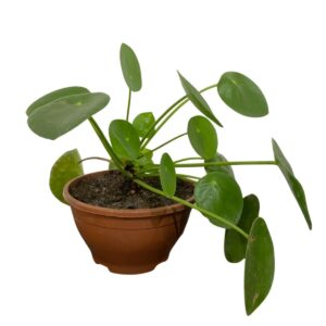 Planta Do Dinheiro Chinesa Flor Pilea Peperomioides C13