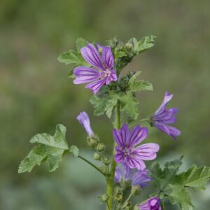Malva, Malva-Alta, Malva-Silvestre Rosa-Chinesa no Saquinho — foto 2