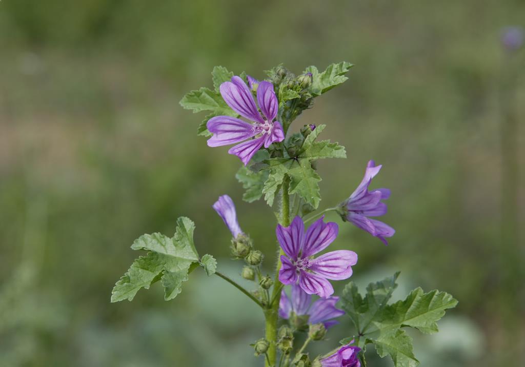 Malva, Malva-Alta, Malva-Silvestre Rosa-Chinesa no Saquinho — foto 2