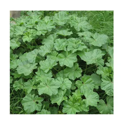 Malva, Malva-Alta, Malva-Silvestre Rosa-Chinesa no Saquinho — foto 3