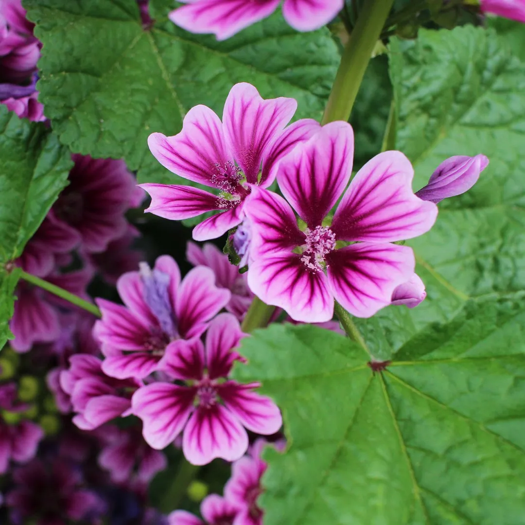 Malva, Malva-Alta, Malva-Silvestre Rosa-Chinesa no Saquinho — foto 4