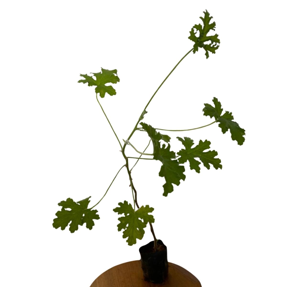 Malva, Malva-Alta, Malva-Silvestre Rosa-Chinesa no Saquinho — foto 5