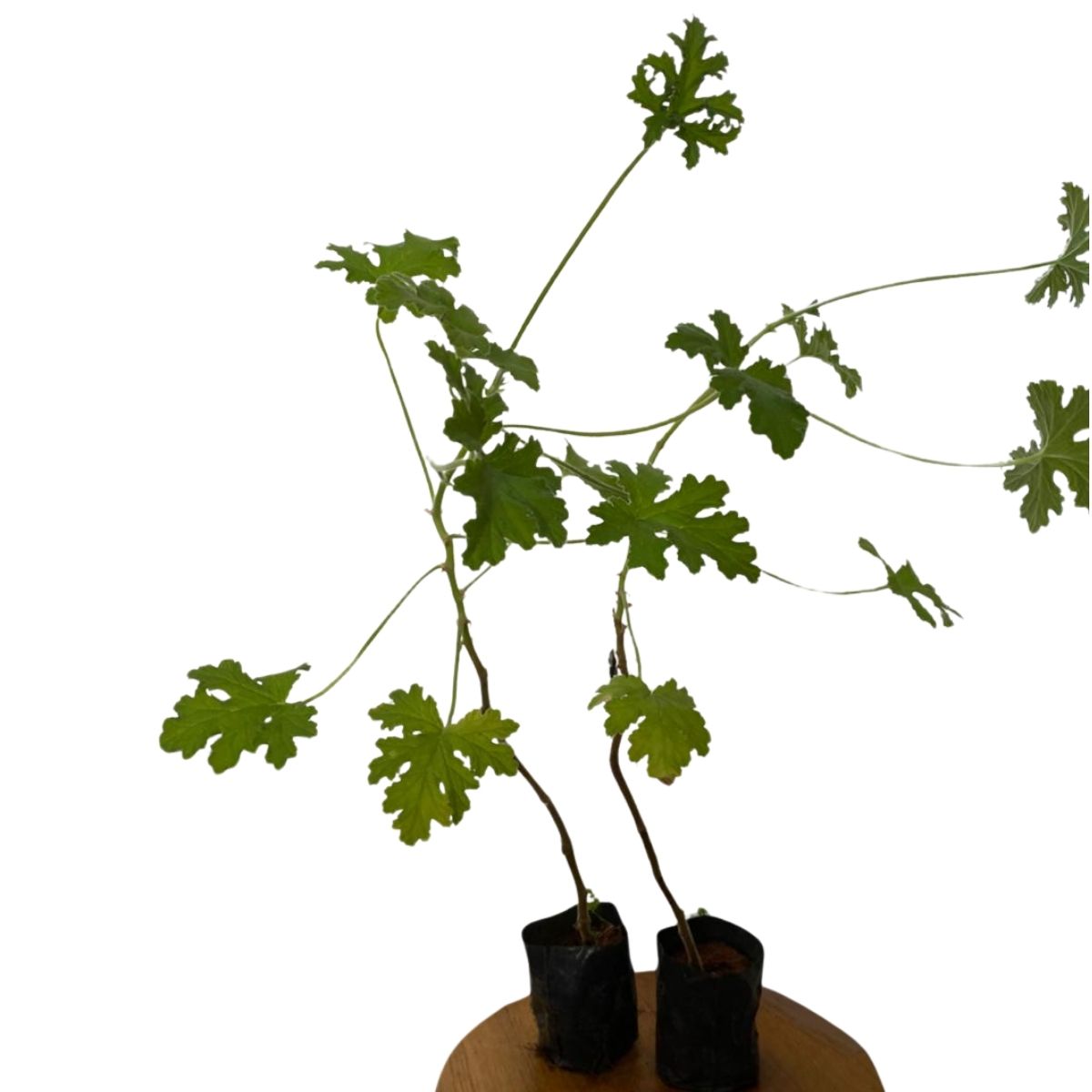 Malva, Malva-Alta, Malva-Silvestre Rosa-Chinesa no Saquinho — foto 6