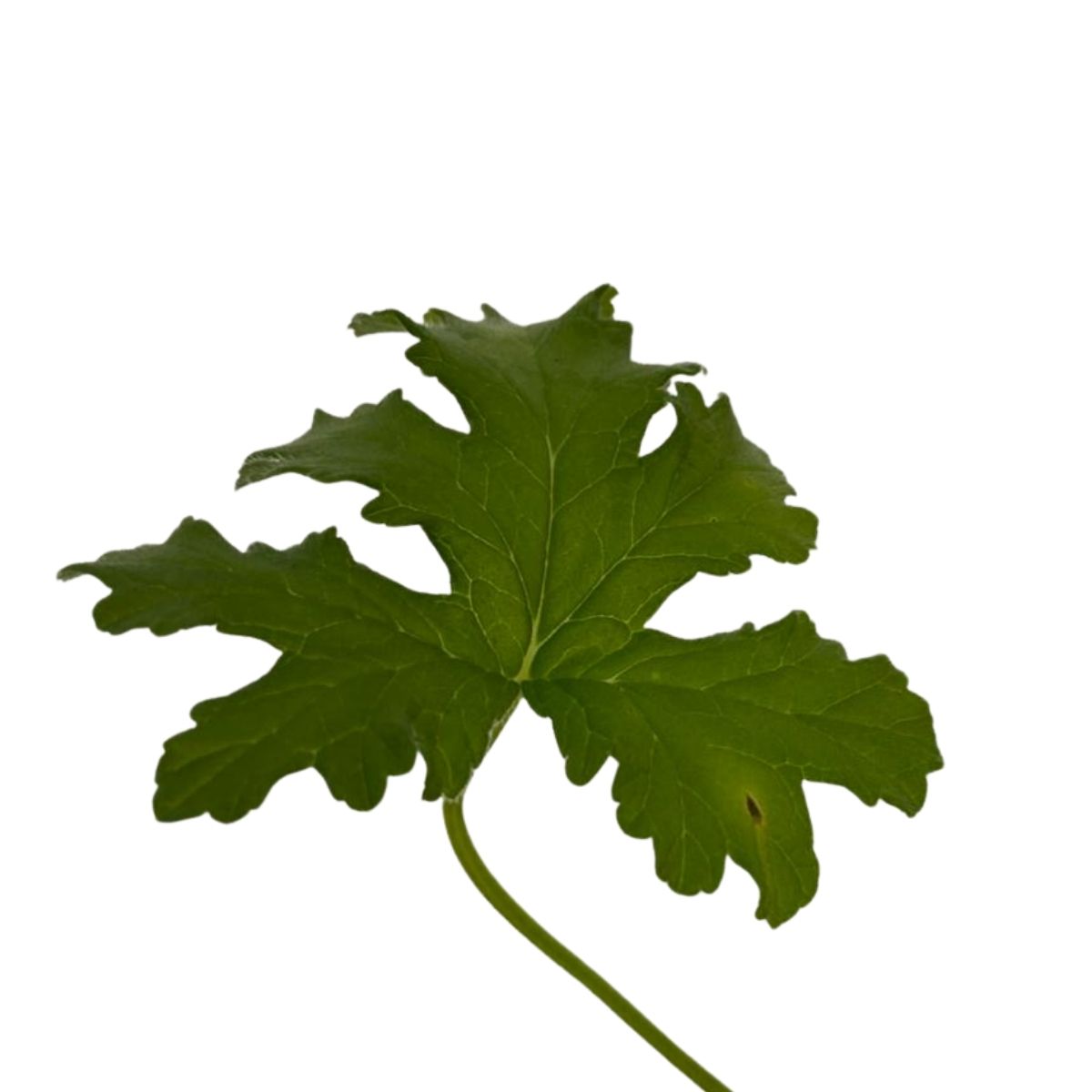 Malva, Malva-Alta, Malva-Silvestre Rosa-Chinesa no Saquinho — foto 8