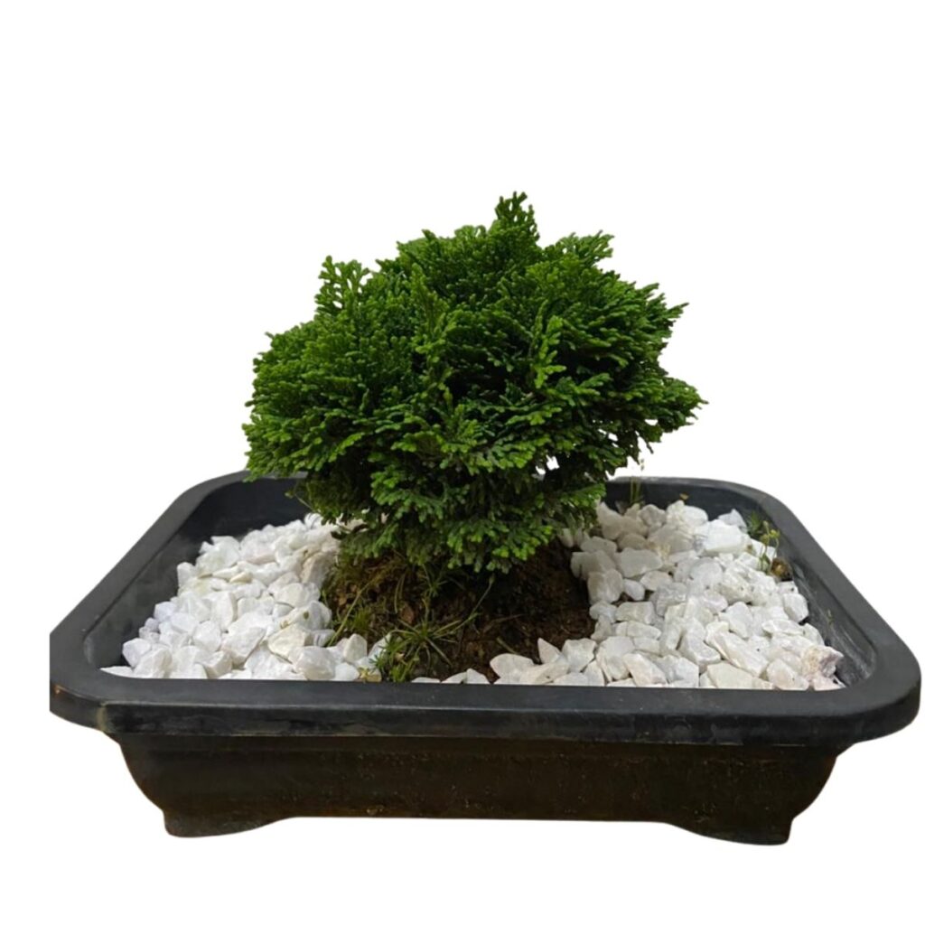 Bonsai Cedro Japonês - Árvore da Felicidade -Cryptomeria japonica