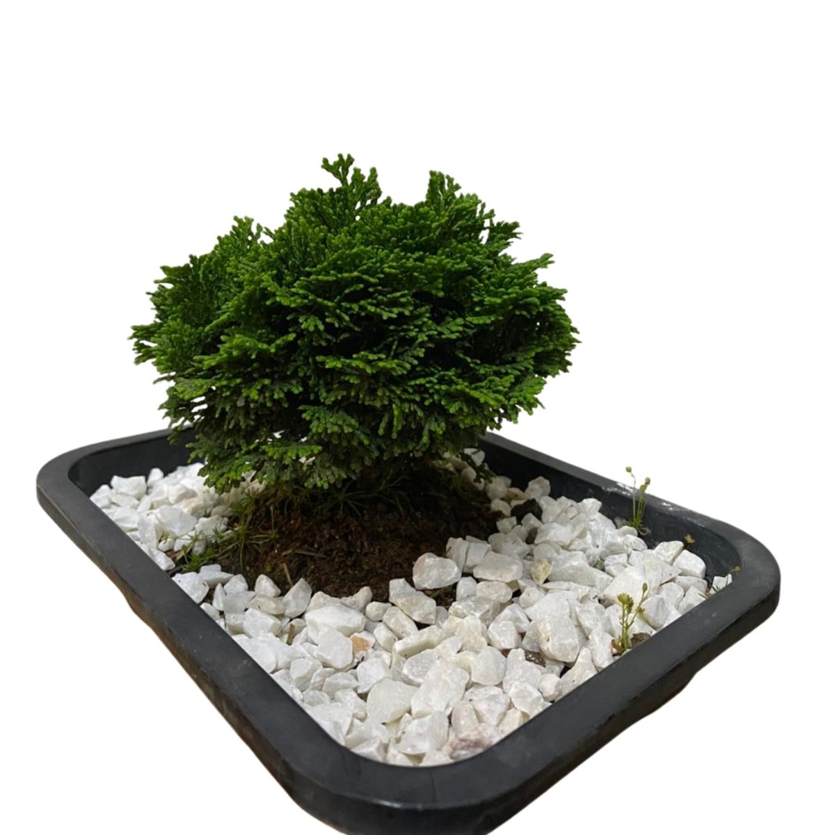 Bonsai Cedro Japonês - Árvore da Felicidade -Cryptomeria japonica - Imagem 6