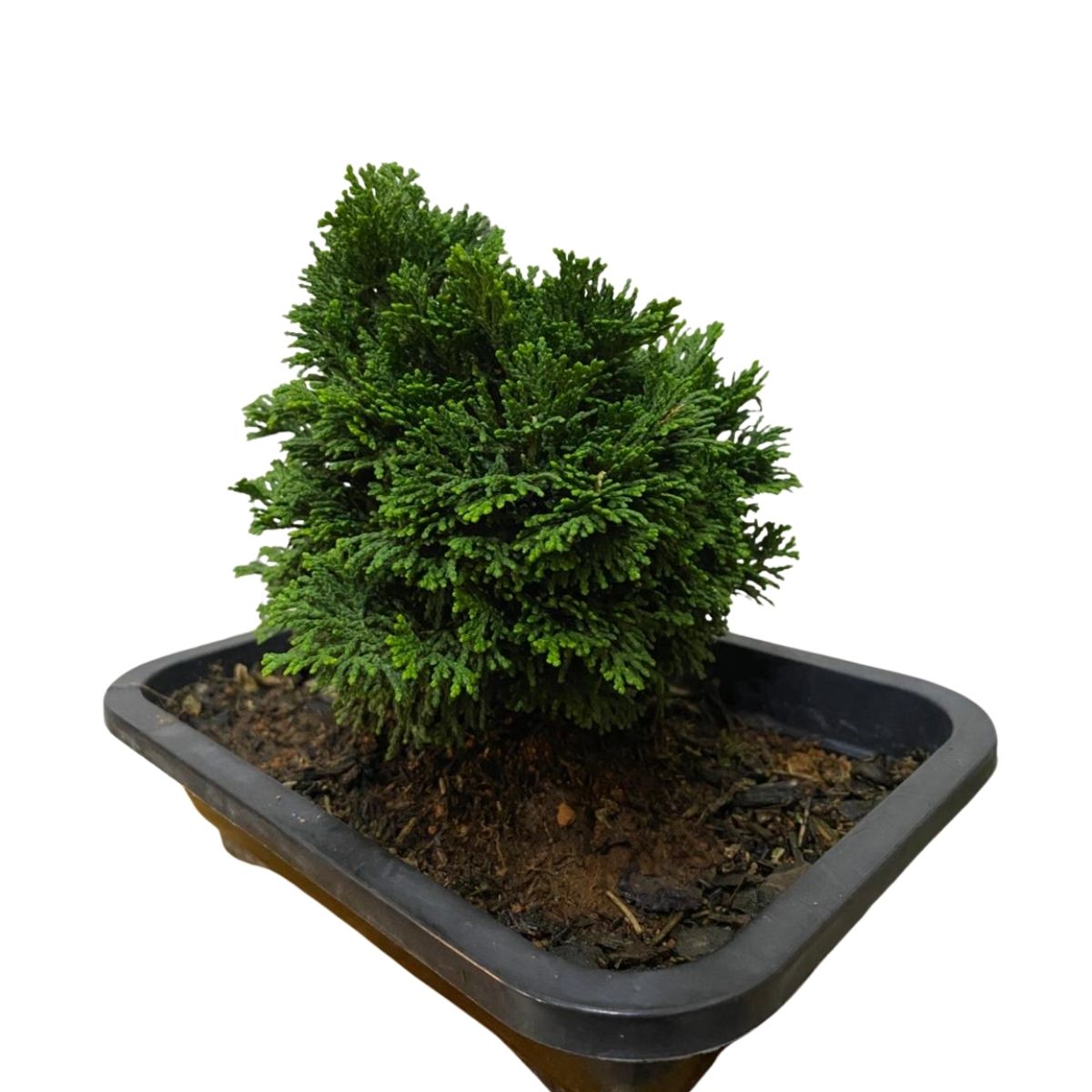 Bonsai Cedro Japonês - Árvore da Felicidade -Cryptomeria japonica - Imagem 3