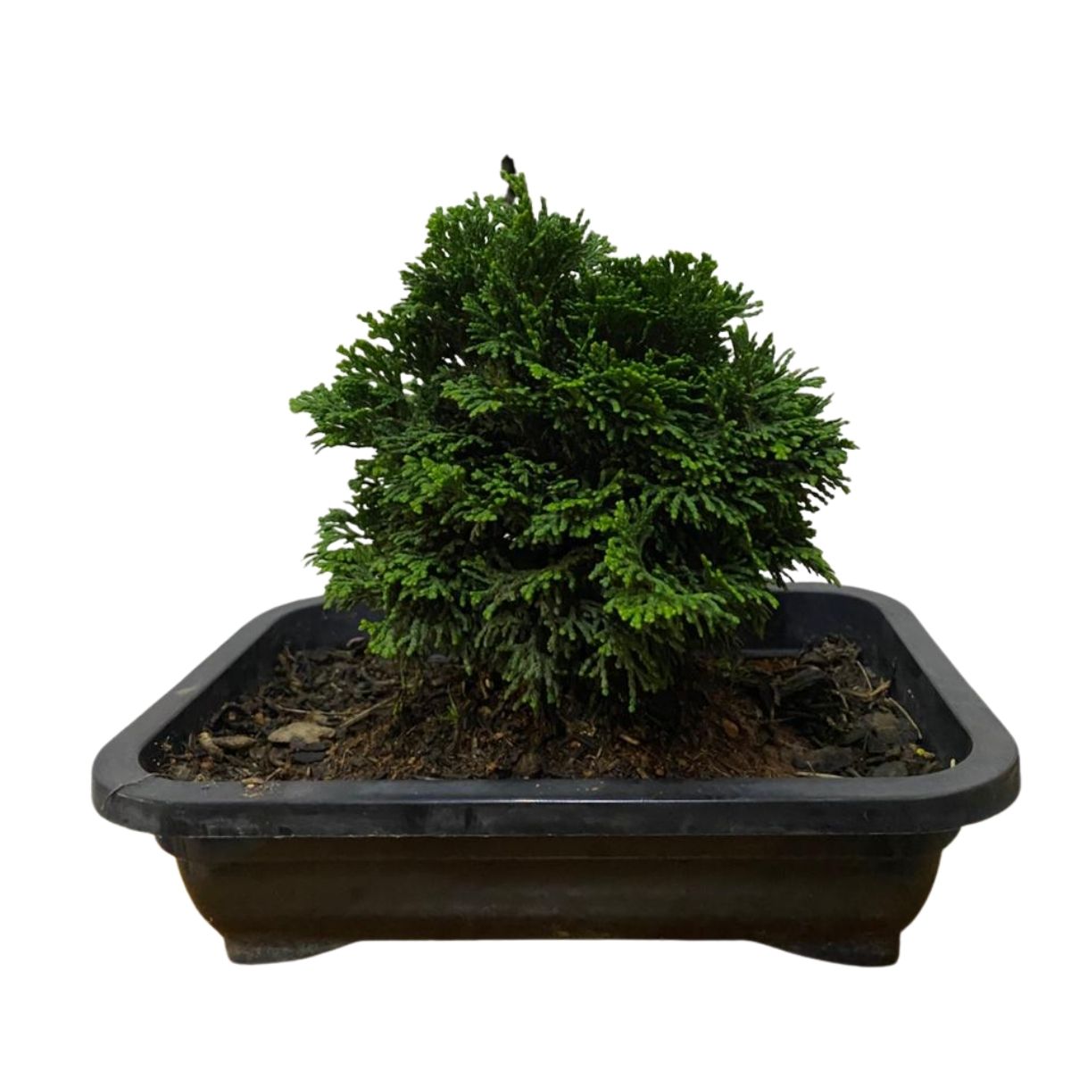 Bonsai Cedro Japonês - Árvore da Felicidade -Cryptomeria japonica - Imagem 4