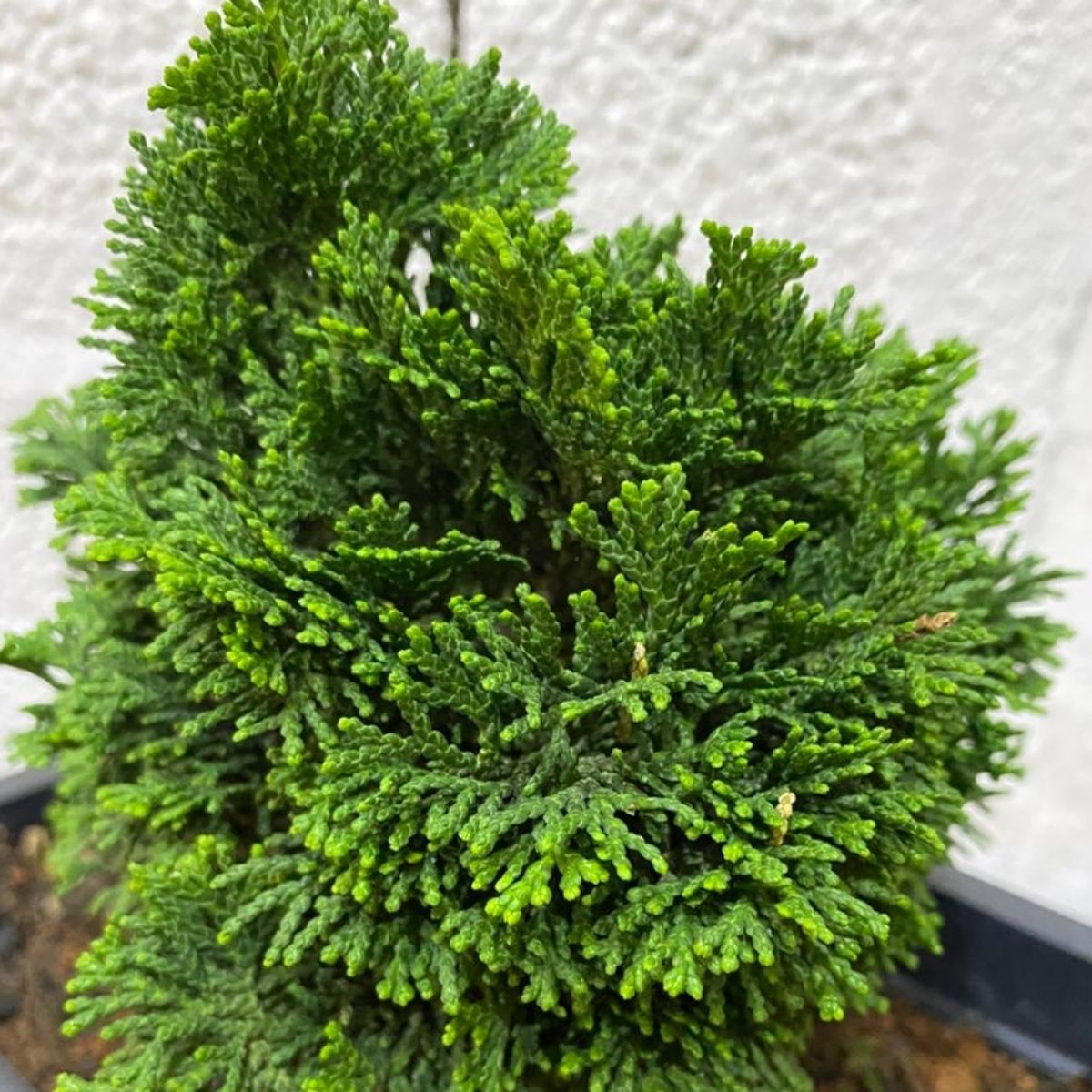 Bonsai Cedro Japonês - Árvore da Felicidade -Cryptomeria japonica - Imagem 5