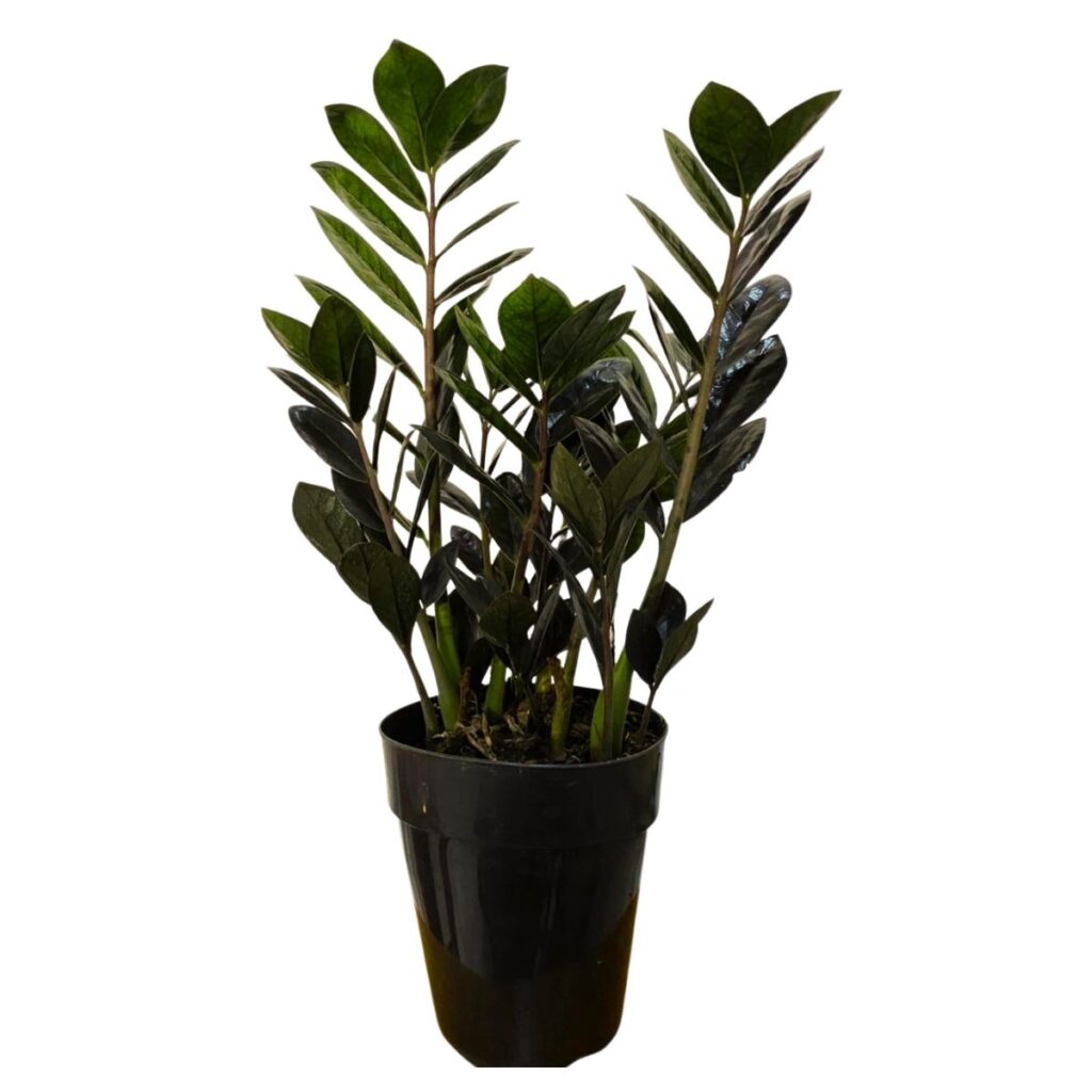 Zamioculca Black Folhagem Negra Exótica E Rara Pote 15
